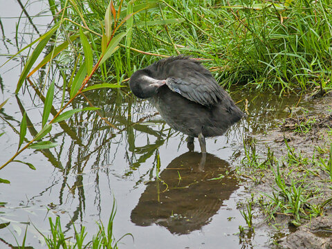 Juvenile coot in the marsh, with reflection in the water - fulica atra