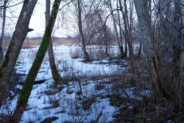early spring in swamp and alder forest. 