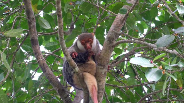 Waigeo spotted cuscus (Spilocuscus papuensis) licks itself and scratches sitting in rainforest tree, Raja Ampat, West Papua, Indonesia.
