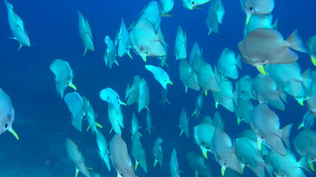 Wall of fish -  Flock herd of Bat fish or Long fin Spade Fish in The Coral Reef. Longfin batfish swimming underwater, close up. Seabed exploring, marine ecosystem, undersea nature, tropical fish