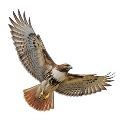 Obraz premium Bird of prey with wings spread wide in mid flight isolated on white background