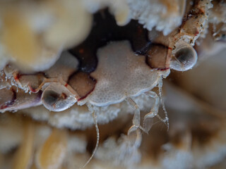 Eyes of the Harlequin Swimming Crab