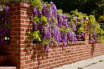 brick wall with cascading wisteria flowers © Heidi Patricola