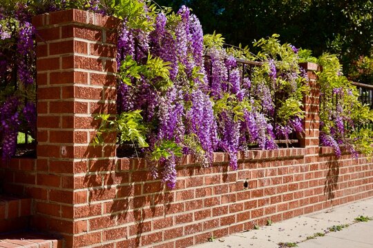 brick wall with cascading wisteria flowers