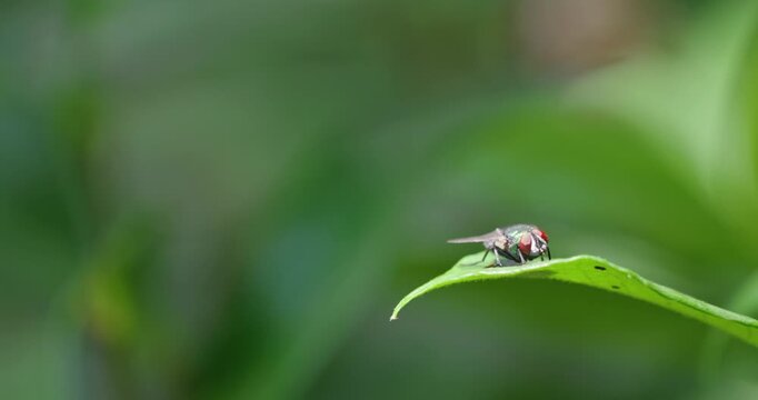Macro of a Green Bottle Fly Resting on a Leaf