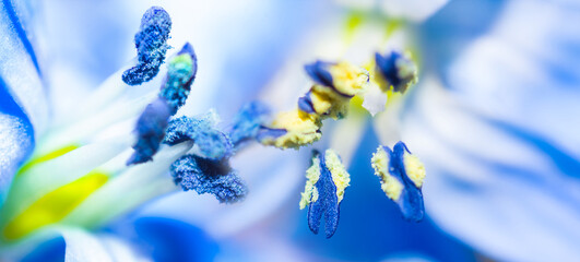 closeup blue snowdrop flower, beautiful spring flower background
