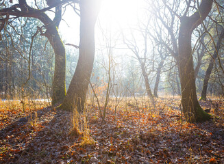 wide spring forest glade in light of sparkle sun, seasonal outdoor forest scene © Yuriy Kulik
