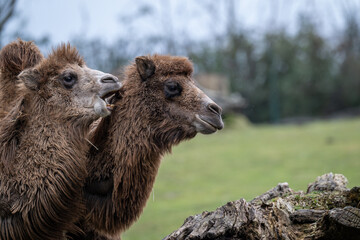 Two Bactrian camels engaging in courtship behavior.