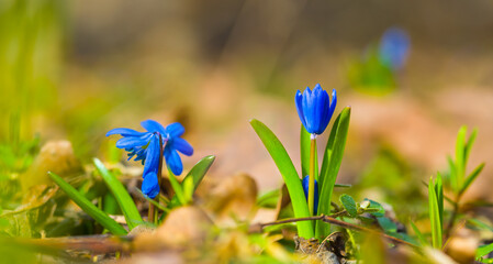 closeup heap of blue snowdrop flowers on the forest glade, spring natural outdoor background © Yuriy Kulik