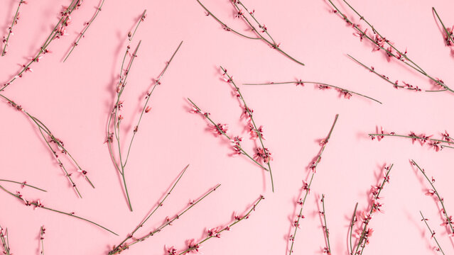 Minimalist flat lay pattern of delicate pink blooming branches on a pink background. Elegant monochrome spring floral composition, perfect for feminine branding, wallpapers, and textures.