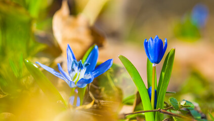 closeup heap of blue snowdrop flowers on the forest glade, spring natural outdoor background © Yuriy Kulik