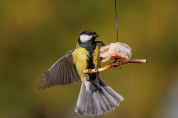 Great tit (Parus major) on a feeding stick. Wings and tail spread, feeding on lard, olive background, sunny spring day, garden bird, wildlife photography, action pose, sharp focus. © Mariia