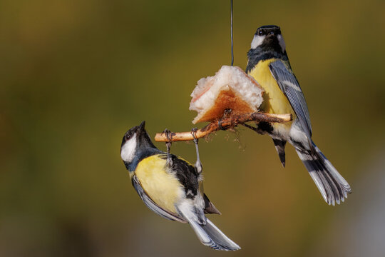 Close-up of two adult male great tits (Parus major) clinging to a stick with a piece of pork fat against an olive background on a sunny spring day.