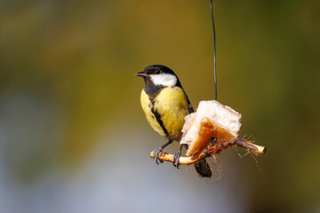 Female Great tit (Parus major) on lard. Looking at camera, garden bird, feeding station, olive background, spring day, wildlife photography, sharp focus, copy space. © Mariia