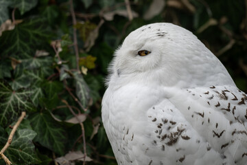 Obraz premium Owl snowy perched outdoors near ivy.