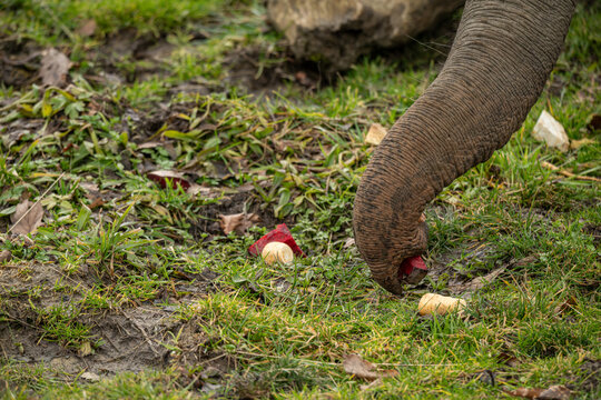 Close‑up of the trunk of an Indian elephant searching for food in the grass outdoors.