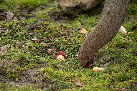 Close‑up of the trunk of an Indian elephant searching for food in the grass outdoors.