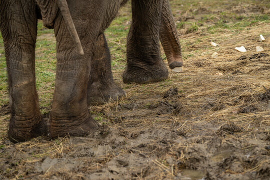 Close‑up of the trunk of an Indian elephant searching for food in the grass outdoors.