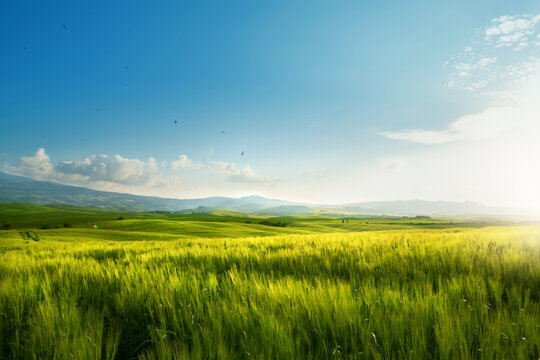 Regenerative Agriculture Green Barley Field &ndash; Sustainable Spring Farming Landscape