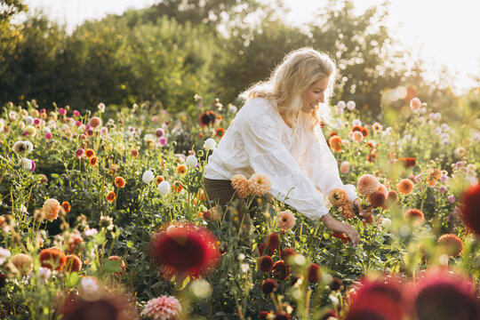 Blonde woman picking dahlias in a sunny garden