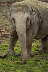 Fototapeta premium Close‑up of the front part of a female Indian elephant on a grassy lawn.