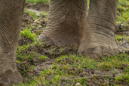 Close‑up of the rear leg of a female Indian elephant in mud with grass.