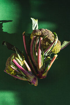 Rare purple broccoli on a green background. Farm products