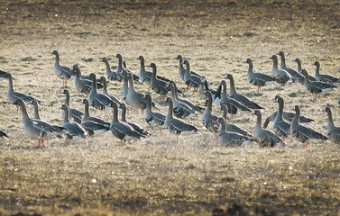Flock of gray geese gathered on a grassy field during daylight, showcasing their distinctive features and colors, with a blurred background of the natural landscape enhancing the scene © I K Photography