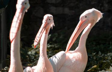 Naklejka premium Three pink pelicans standing together in a natural setting with green foliage and soft sunlight illuminating their feathers, showcasing their long beaks and distinctive features