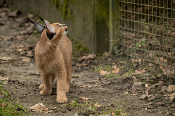 Young caracal in an outdoor enclosure near a concrete section. © lapis2380