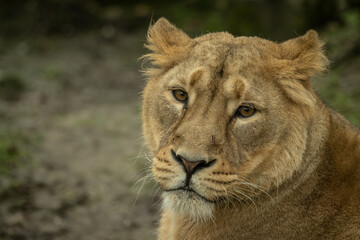 Portrait of a resting Indian lioness outdoors. © lapis2380