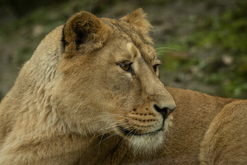 Portrait of a resting Indian lioness outdoors. © lapis2380