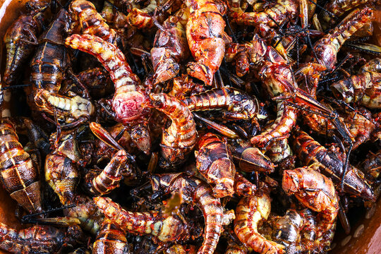Exotic Mexican food, Dried grasshoppers