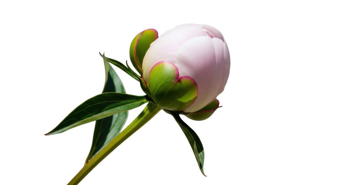 Unopened peony flower bud isolated PNG on transparent background, delicate pink petals and green sepals, floral design element