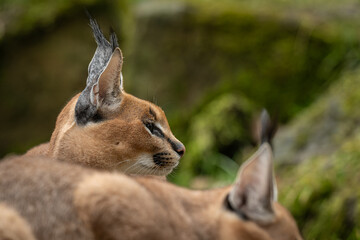 Portrait of a young caracal outdoors. © lapis2380