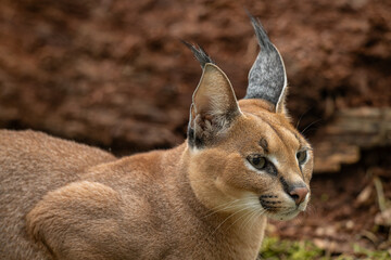 Portrait of a young caracal outdoors.