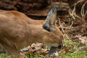 Caracal cub eating a rat outdoors – kept in a zoo. © lapis2380