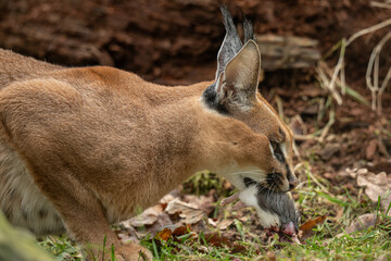 Caracal cub eating a rat outdoors – kept in a zoo. © lapis2380