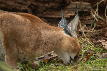 Caracal cub eating a rat outdoors – kept in a zoo. © lapis2380