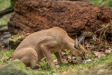Caracal cub eating a rat outdoors – kept in a zoo. © lapis2380