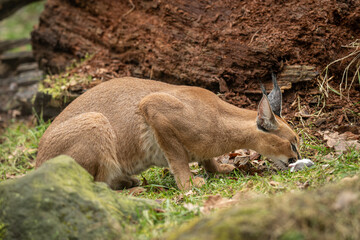 Caracal cub eating a rat outdoors – kept in a zoo. © lapis2380