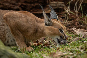 Caracal cub eating a rat outdoors – kept in a zoo. © lapis2380