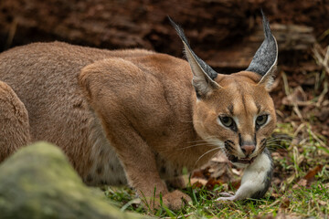 Caracal cub eating a rat outdoors – kept in a zoo. © lapis2380