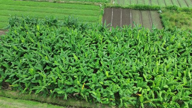 Tropical Banana Farm Aerial View Agriculture Landscape