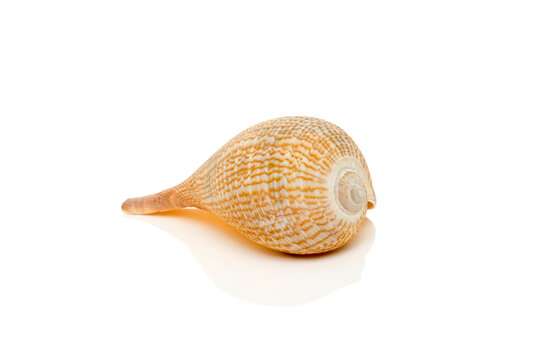 Large Natural Paper Fig Seashell, Ficus gracilis     