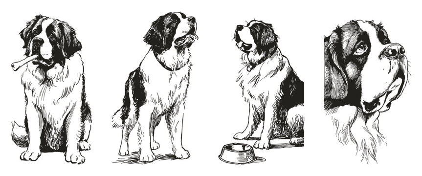 Saint bernard dog breed pencil sketch style. Large rescue dog portraits with bone and sitting pose. Illustration for animal education or veterinary publications. Ink drawing style.