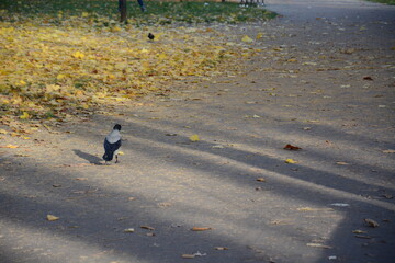 Wrona w parku jesienny czas wśród liści.  © Marek