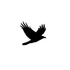Obraz premium Black silhouette of flying bird.