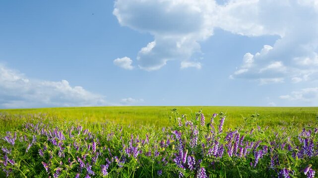 green prairie with flowers at bright summer day, rural natural time lapse scene