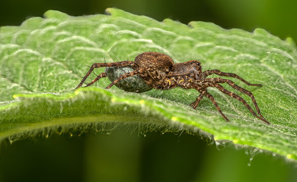 Detailed macro portrait of a nursery web spider carrying her green egg sac on a textured green leaf with a soft natural background bokeh